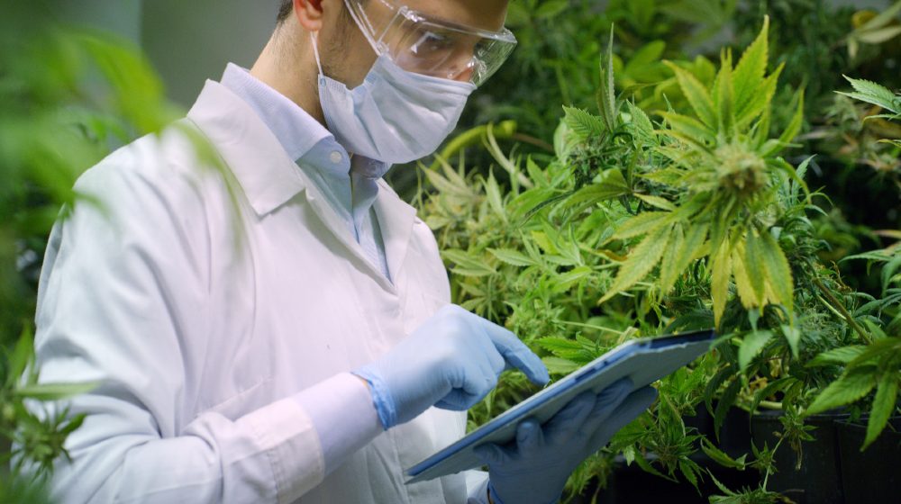 Portrait of scientist with mask and glasses checking and analizing hemp plants, signing the results with laptop in a greenhouse-weed stocks decriminalization-ss-featured