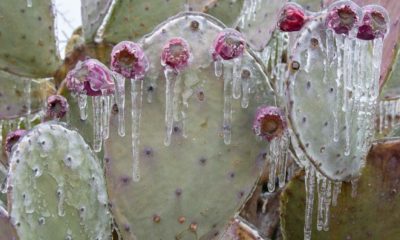 Winter storm in Austin Texas. Cacti in ice. Freezing rain. Winter scene-Texas Power Problems-ss-featured
