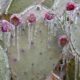 Winter storm in Austin Texas. Cacti in ice. Freezing rain. Winter scene-Texas Power Problems-ss-featured