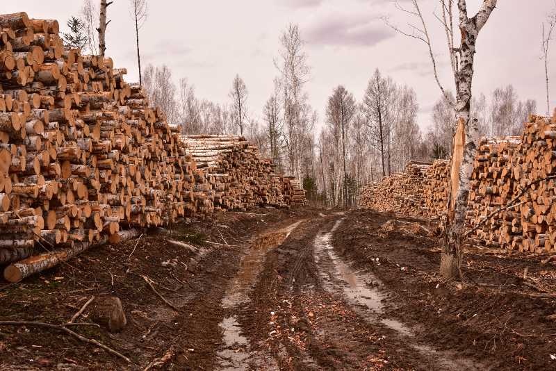 lumbering, timber cutting-Global Economy