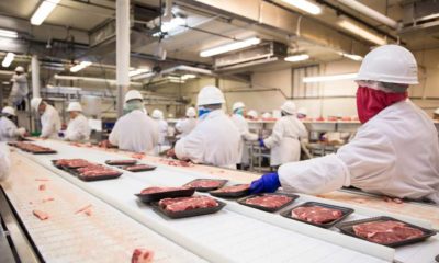 Workers handle meat organizing packing shipping loading at factory plant | Tyson Foods Shares Hit All-Time High As Meat Prices Soar | featured