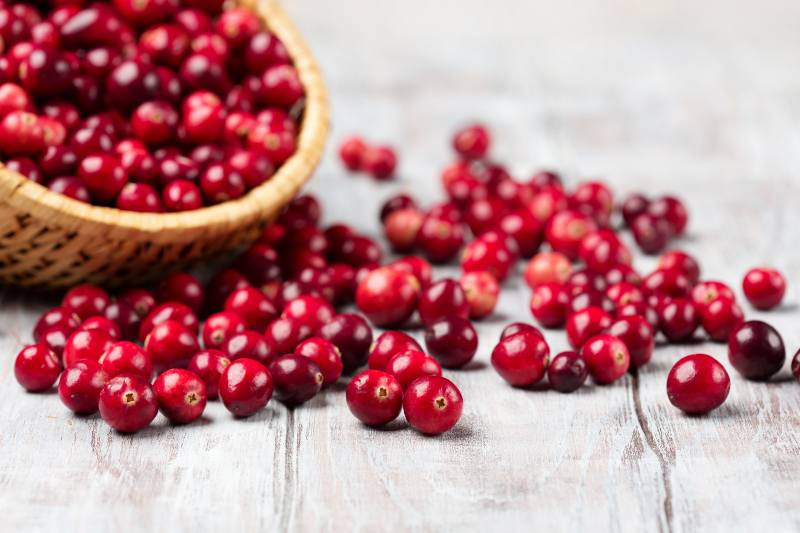 Harvest fresh red cranberries in wicker basket, selective focus-cranberries