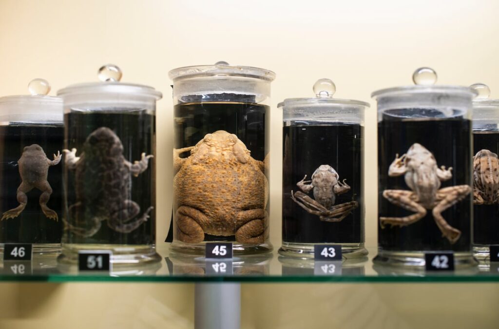 Frog Machine Science Scientists Build Robots From Living Frog Cells | The Capitalist