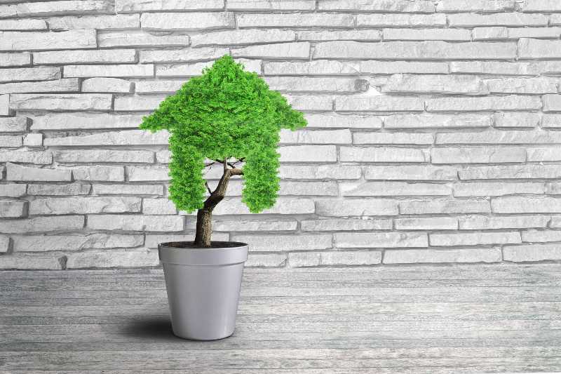 Small plant in pot shaped like a house-Family Tree and Build Wealth