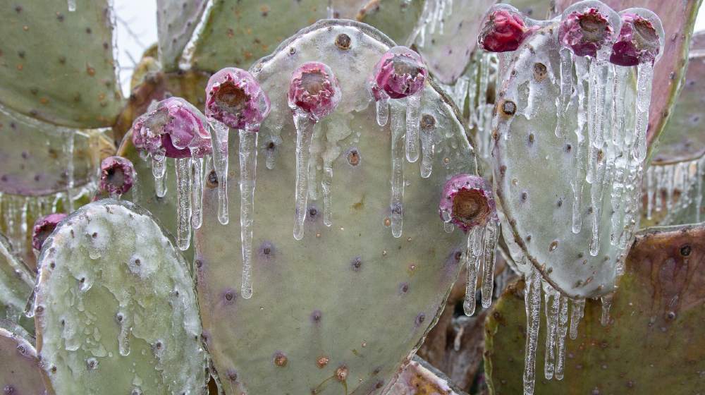 Winter storm in Austin Texas. Cacti in ice. Freezing rain. Winter scene-Texas Power Problems-ss-featured